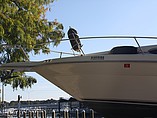 1996 Sea Ray 270 Sundancer Photo #18